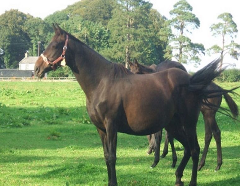 مبيت وإفطار Monasterevin Cloncarlin House المظهر الخارجي الصورة