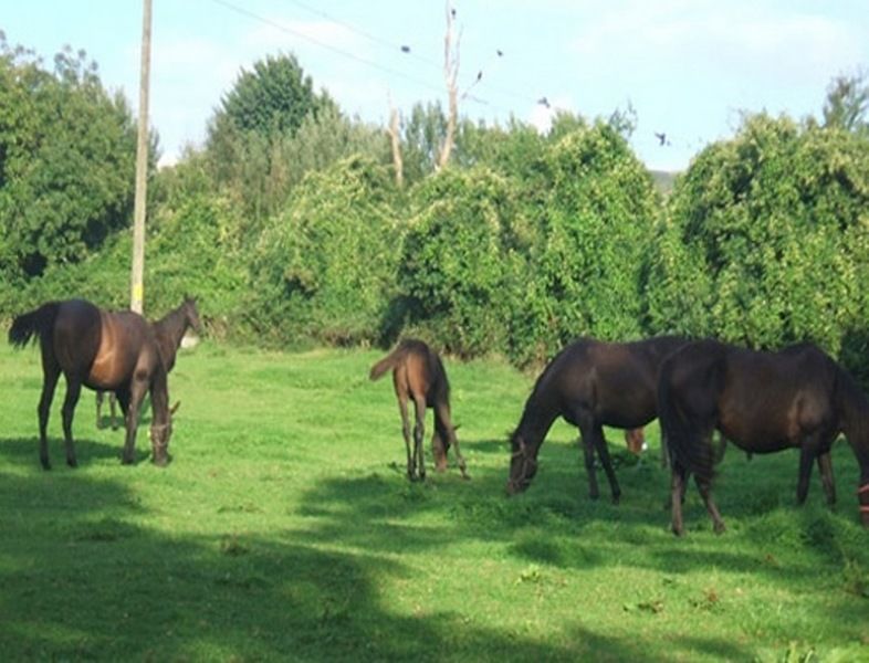 مبيت وإفطار Monasterevin Cloncarlin House المظهر الخارجي الصورة